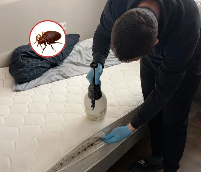 Technicien traitant un matelas contre les punaises de lit à Saint-Maur-des-Fossés